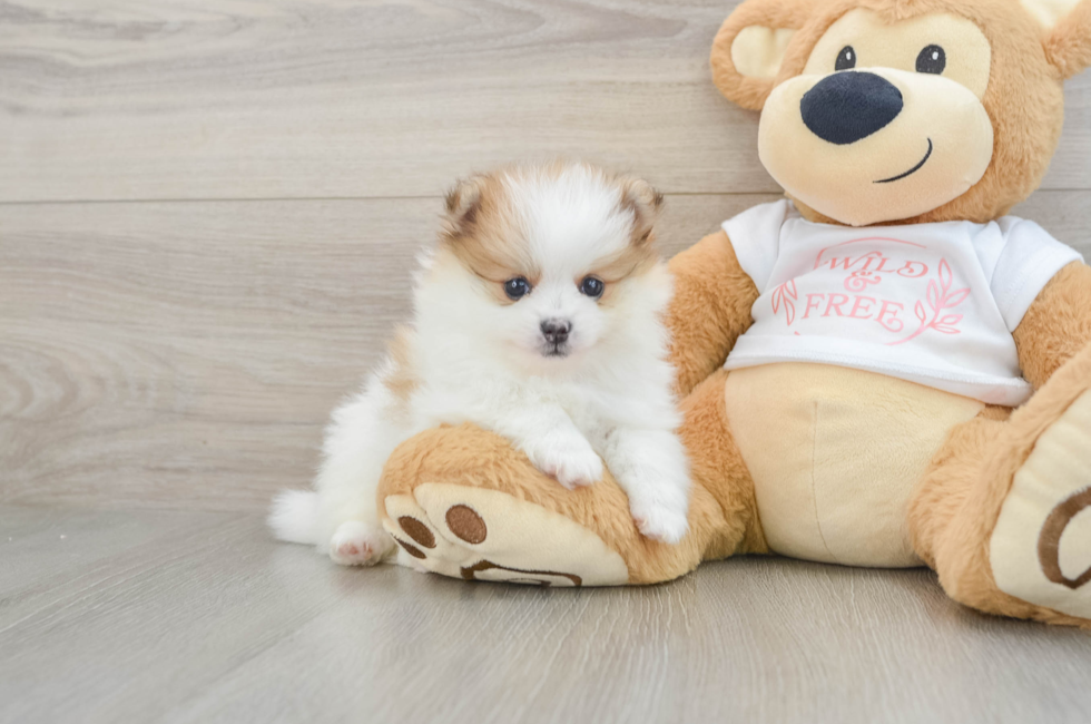 6 week old Pomeranian Puppy For Sale - Florida Fur Babies