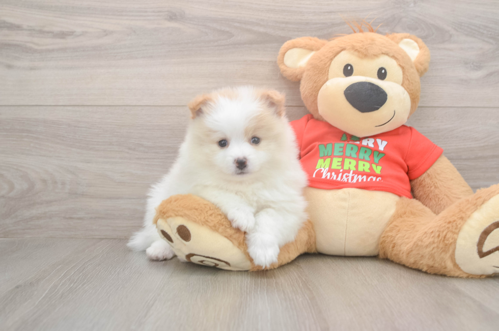 5 week old Pomeranian Puppy For Sale - Florida Fur Babies