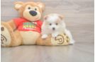 Pomeranian Puppy for Adoption