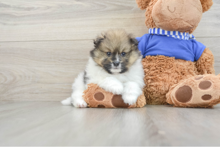 Little Pomeranian Purebred Pup