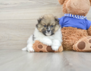 6 week old Pomeranian Puppy For Sale - Florida Fur Babies