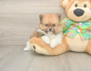5 week old Pomeranian Puppy For Sale - Florida Fur Babies