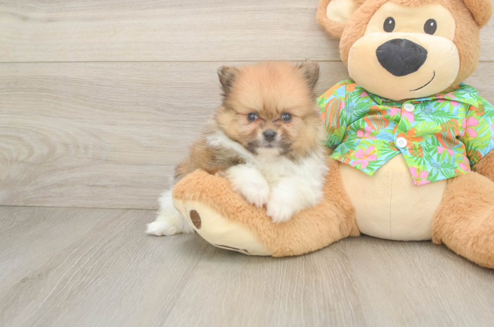 7 week old Pomeranian Puppy For Sale - Florida Fur Babies