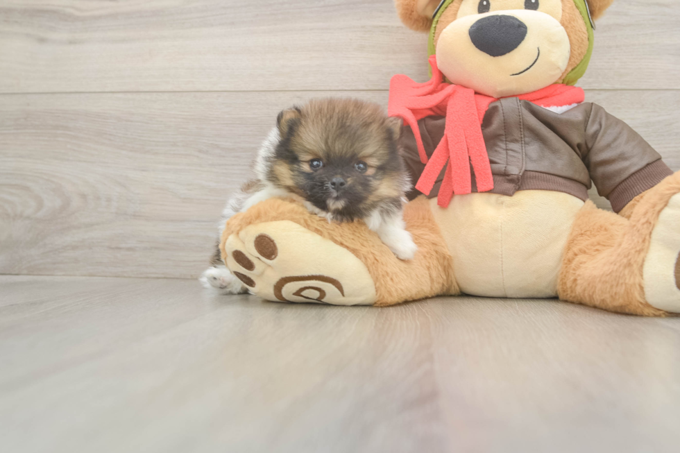 Meet Drake - our Pomeranian Puppy Photo  1/3 - Florida Fur Babies Playful Pomeranian Baby