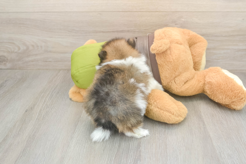 Meet Drake - our Pomeranian Puppy Photo  3/3 - Florida Fur Babies Happy Pom Purebred Puppy