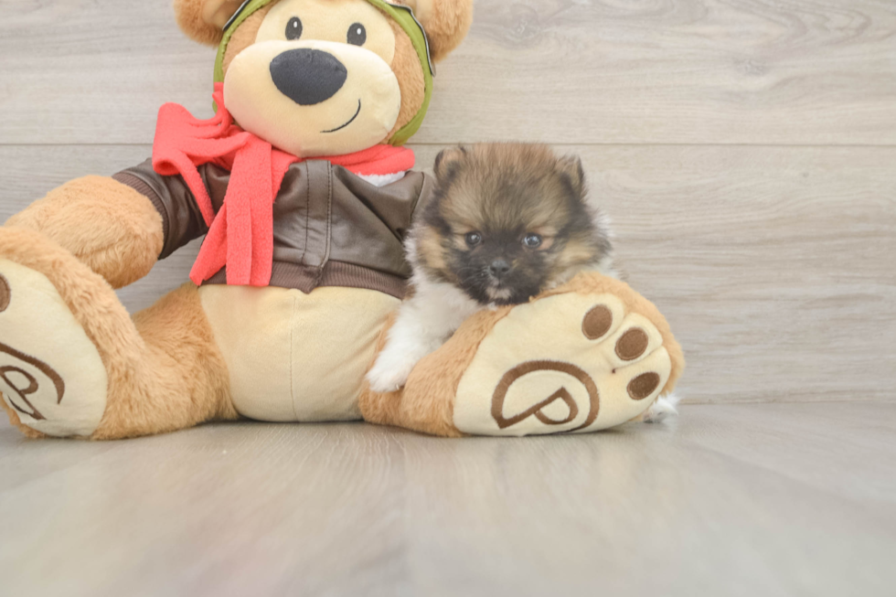 Meet Drake - our Pomeranian Puppy Photo  2/3 - Florida Fur Babies Funny Pomeranian Purebred Pup