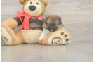 Meet Drake - our Pomeranian Puppy Photo  2/3 - Florida Fur Babies Funny Pomeranian Purebred Pup