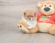 6 week old Pomeranian Puppy For Sale - Florida Fur Babies