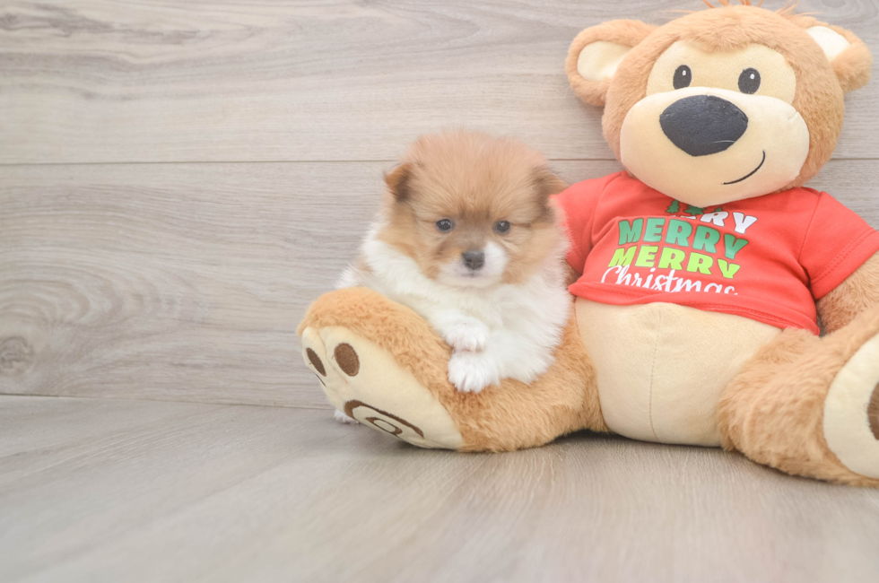 5 week old Pomeranian Puppy For Sale - Florida Fur Babies