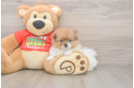 Pomeranian Pup Being Cute