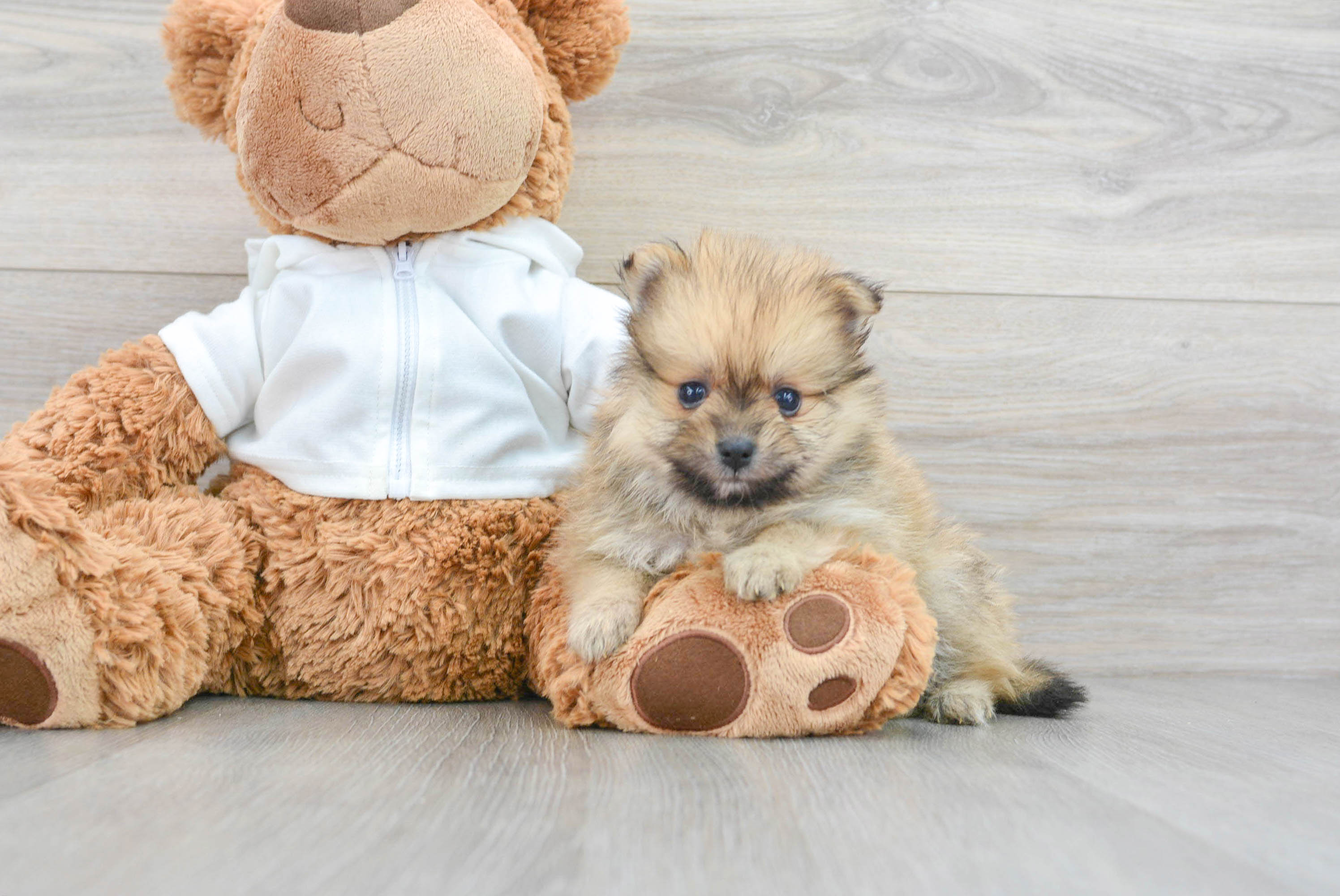 Toy pomeranian puppies outlet for sale