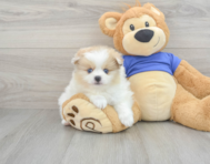 6 week old Pomeranian Puppy For Sale - Florida Fur Babies