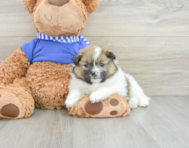 6 week old Pomeranian Puppy For Sale - Florida Fur Babies