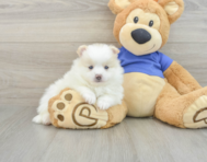 8 week old Pomeranian Puppy For Sale - Florida Fur Babies