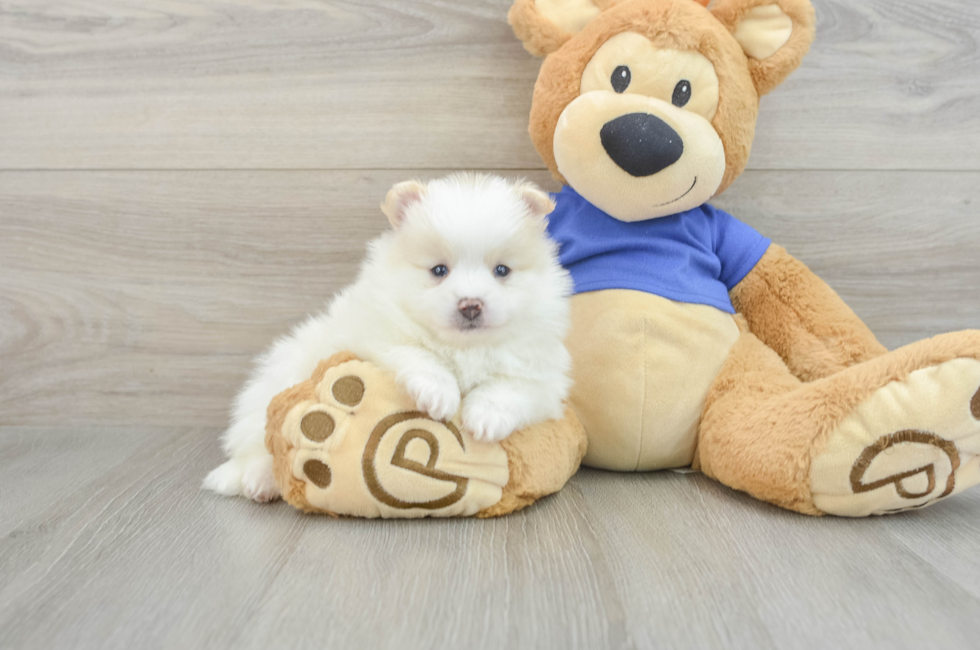 5 week old Pomeranian Puppy For Sale - Florida Fur Babies