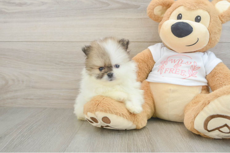 Funny Pomeranian Baby
