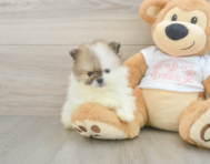 6 week old Pomeranian Puppy For Sale - Florida Fur Babies