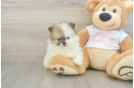 Funny Pomeranian Baby