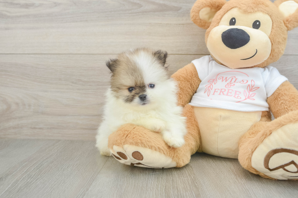 Funny Pomeranian Baby