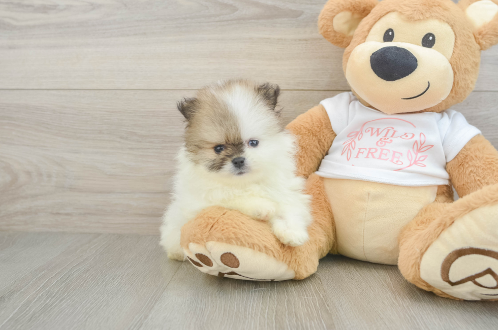 5 week old Pomeranian Puppy For Sale - Florida Fur Babies