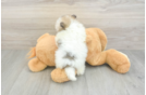 Akc Registered Pomeranian Baby