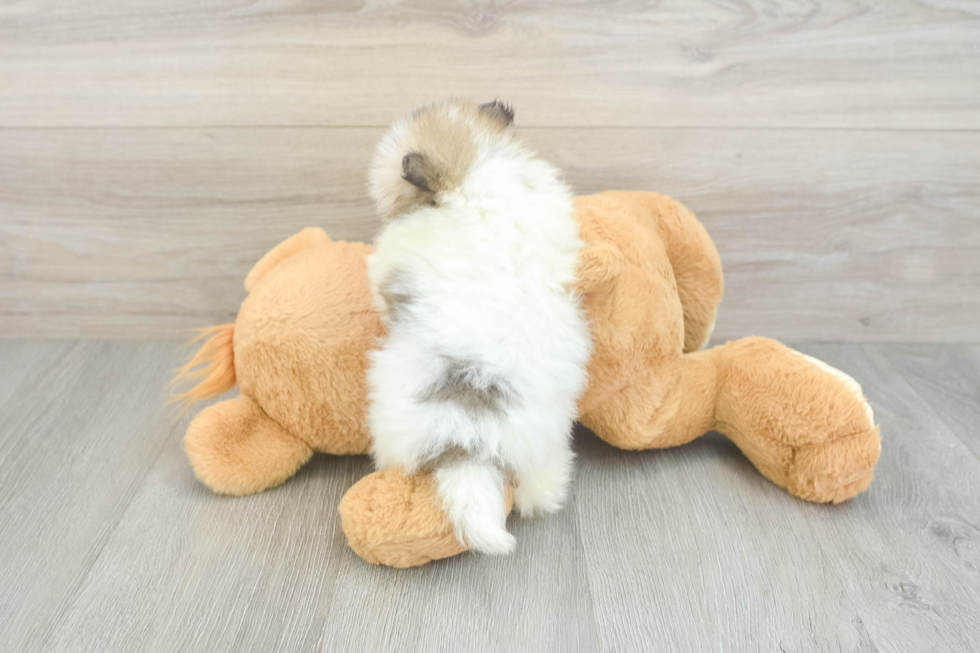 Akc Registered Pomeranian Baby