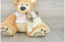 Akc Registered Pomeranian Purebred Pup