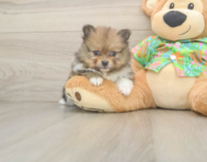 5 week old Pomeranian Puppy For Sale - Florida Fur Babies
