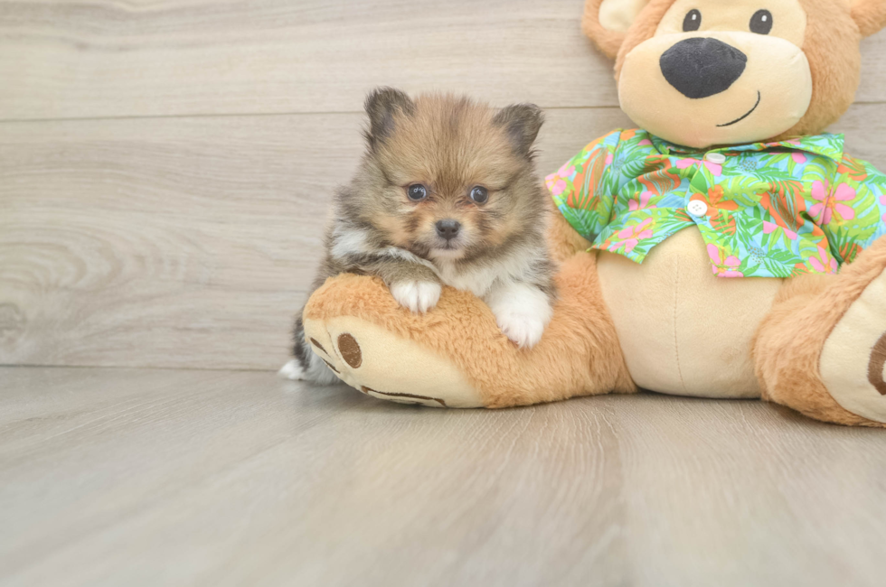7 week old Pomeranian Puppy For Sale - Florida Fur Babies