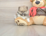 8 week old Pomeranian Puppy For Sale - Florida Fur Babies