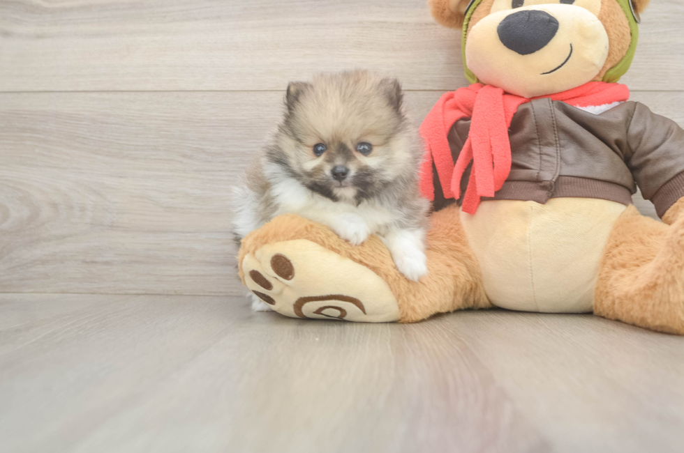 5 week old Pomeranian Puppy For Sale - Florida Fur Babies