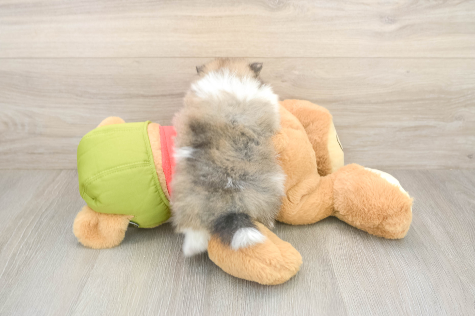 Fluffy Pom Purebred Puppy