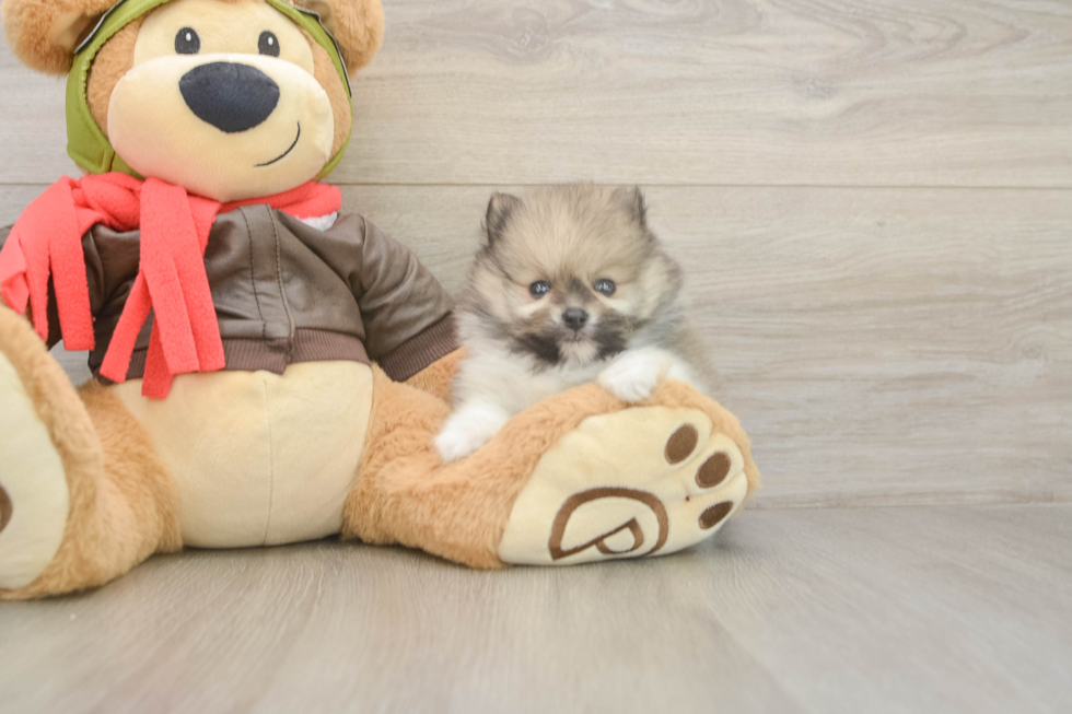 Cute Swergspitz Purebred Puppy