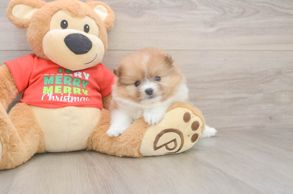 5 week old Pomeranian Puppy For Sale - Florida Fur Babies