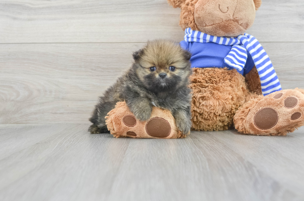 7 week old Pomeranian Puppy For Sale - Florida Fur Babies