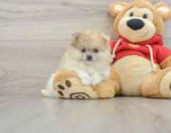 8 week old Pomeranian Puppy For Sale - Florida Fur Babies