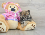 8 week old Pomeranian Puppy For Sale - Florida Fur Babies