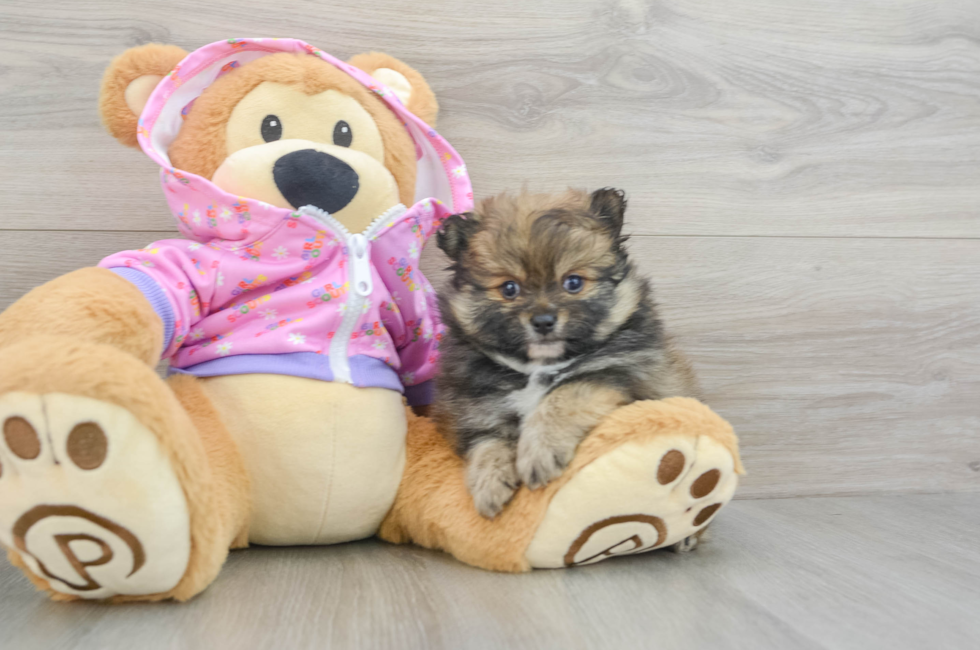 5 week old Pomeranian Puppy For Sale - Florida Fur Babies