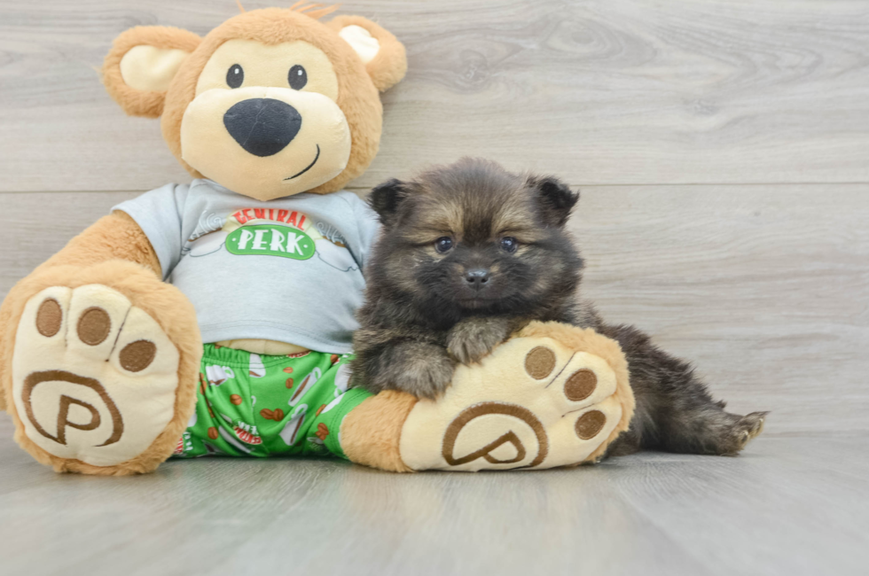 5 week old Pomeranian Puppy For Sale - Florida Fur Babies