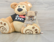 7 week old Pomeranian Puppy For Sale - Florida Fur Babies