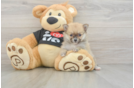 Best Pomeranian Baby