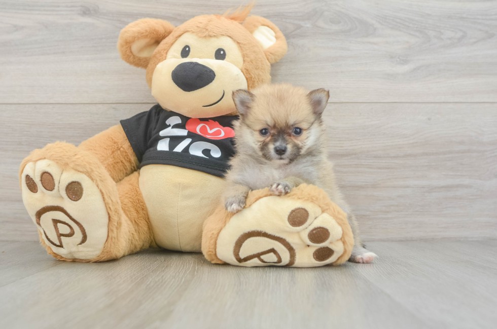 5 week old Pomeranian Puppy For Sale - Florida Fur Babies