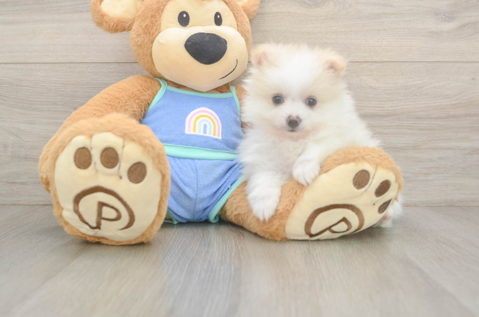 5 week old Pomeranian Puppy For Sale - Florida Fur Babies
