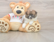 8 week old Pomeranian Puppy For Sale - Florida Fur Babies