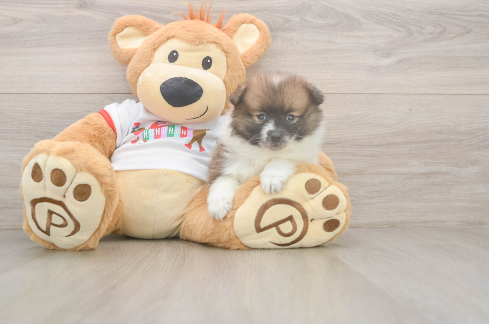 5 week old Pomeranian Puppy For Sale - Florida Fur Babies