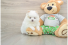 Pomeranian Pup Being Cute