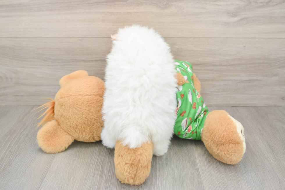 Best Pomeranian Baby