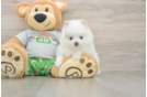 Little Pomeranian Baby