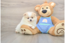 Popular Pomeranian Purebred Pup