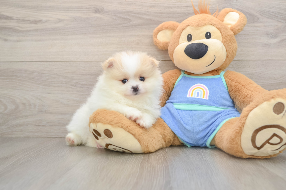 Popular Pomeranian Purebred Pup